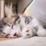 眠り猫