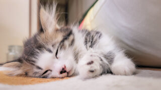 眠り猫